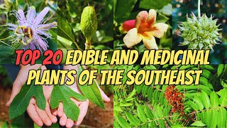 Top 20 Edible and Medicinal Plants of the Southeastern US [upl. by Anwahs]