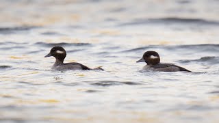 Bufflehead Ducks Swimming and Diving for Food [upl. by Enibas460]