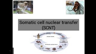 Somatic Cell Nuclear Transfer Animal Biotechnology [upl. by Niveb]