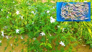 നമ്മുടെ വീട്ടിലെ പിച്ചി മൊട്ടുകൾ spanish jasmine  day in my life  daily life vlogs almiz kitchen [upl. by Markos]