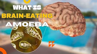 Brain Eating Amoeba Naegleria fowleri [upl. by Hourigan425]