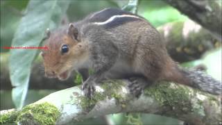 Loud squirrel chirping sounds  Squirrel sound [upl. by Threlkeld516]