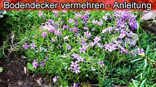 Bodendecker selbst vermehren – Bodendecker durch teilen selber ziehen amp pflanzen – Polsterphlox [upl. by Leirbag]