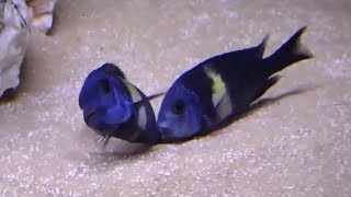 Two Pairs Mating at the Same Time  Tropheus Duboisi Maswa Aquarium [upl. by Girardo]