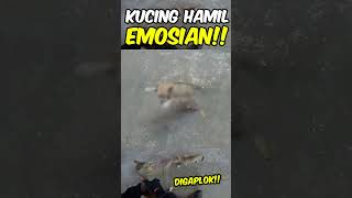 KUCING HAMIL GAMPANG MARAH [upl. by Martguerita]