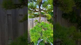 Slanted Larch Bonsai bonsai bonsaitree garden trees [upl. by Izak]