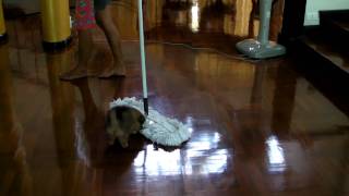 Pochi  7 weeks old pomeranian puppy playing with a mop [upl. by Lidah372]