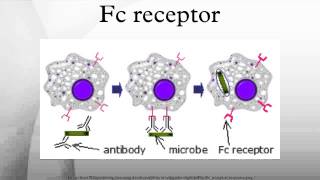 Fc receptor [upl. by Gnat]