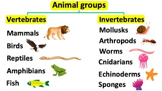 Animal groups  Vertebrates amp invertebrates [upl. by Riek]