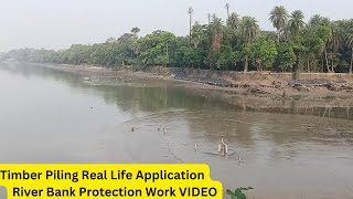 Timber Piling Real Life Application  River Bank Protection Work  Timber Piling Video river [upl. by Allys]