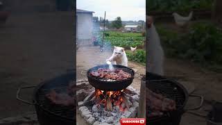 Cooking Cats Happiness Grilled Meat for Dinner 今天吃烤肉，有個會做飯的貓咪真幸福 cookingcat cutecats 萌寵 貓咪 貓 [upl. by Roth]