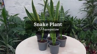 How to Propagate Snake Plant by Division  Snake Plant Propagation in Soil and Water  Sansevieria [upl. by Cooperstein]