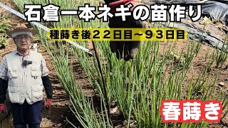 石倉一本ネギの苗作り【春蒔き】【生長記録】【管理】【害虫被害】2024年3月31日 4月21日 5月25日 6月10日 [upl. by Llemar]