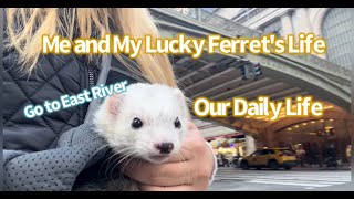 Daily Life of Becky the Ferret🐾✨Go to East River [upl. by Havard]