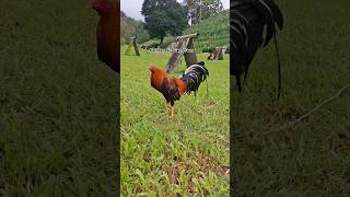 Karl Benedict Game Farm gamefowl gamefowlbreeder chicken polomolok [upl. by Adali94]