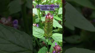 SelfHeal Prunella vulgaris selfhealing selfcare benefits herbalism herbalmedicine [upl. by Adelaja]