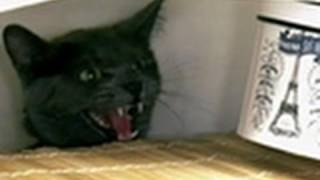 Wild Cat Attacks Owners  My Cat From Hell [upl. by Atika138]