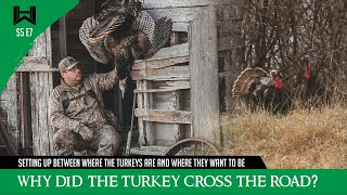 Why Did the Turkey Cross the Road Open Country Turkey Hunting hunting turkeyhunting [upl. by Aicsile]