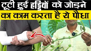 टूटी हुई हड्डियों को जोड़ने का काम करता है ये पौधा  Hadjod Plant Uses  Hadjod Plant Kaise Lagaye [upl. by Llenaj]