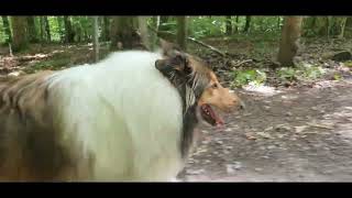 HTS hundeTEAMschule mit Trainerin Elli Mayer von Anita Balser Gruppenwanderung in Stocksberg [upl. by Airaet812]