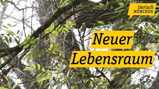 Tierisch München Stadt Puchheim setzt artenreiche Ausgleichsflächen vorbildlich um [upl. by Llorre]