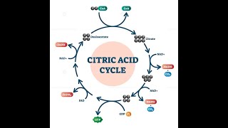 ATP Producing steps in Citric Acid Cycle Krebs Cycle [upl. by Kev426]