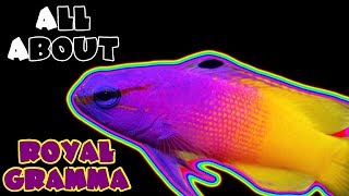 All About The Royal Gramma Basslet [upl. by Hogle]