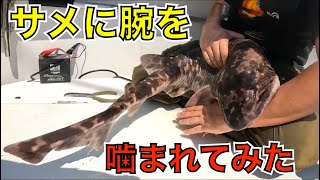 深海のオオサンショウウオ！？「ナヌカザメ」に噛まれてみた [upl. by Ennaihs]