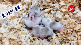 Roborovski Dwarf Hamster Babies Growing Up  Hamster Survival 🐹37 [upl. by Onilegna]