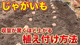 【じゃがいも栽培】春じゃがいもの植え付け方法！０円で「そうか病対策」をしてみよう！（肥料散布・畝作り〜植え付けまで） [upl. by Ragas]