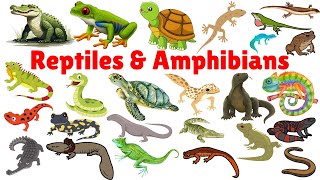 Learn Reptiles and Amphibians in English  Reptiles for kids  Reptiles and Amphibians vocabulary [upl. by Halueb]