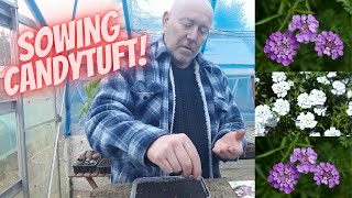 Grow Flowers From Seed Candytuft Home Growing Veg amp Flowers [upl. by Anoblav]