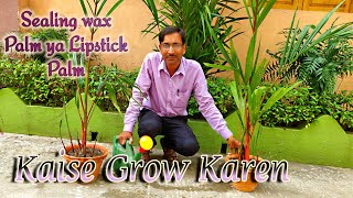 Lipstick Palm ya Sealing wax Palm Kaise Grow aur Propagate Karen [upl. by Funch255]