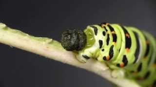 Caterpillar of Common Yellow Swallowtail Dropping a Poop キアゲハ終齢幼虫の排便 [upl. by Adnarym466]