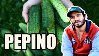 Benefícios do Pepino Cucumis sativus  Hoje no Mato [upl. by Halvaard]