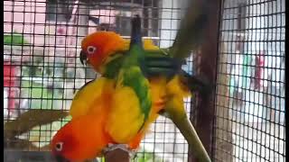 Sun Conure Mating [upl. by Ahsehat]