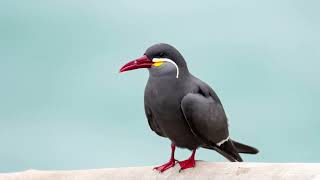 Inca Tern Larosterna inca [upl. by Kitrak919]