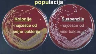 Rastenje razmnozavanje i uginuce bakterija [upl. by Sartin213]