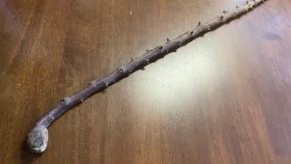 What an old blackthorn Shillelagh really looks like  McCaffreyCrafts [upl. by Pepita]