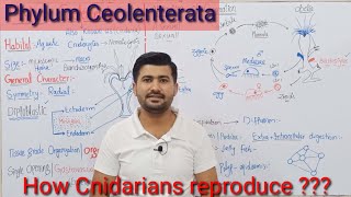 104 Phylum Coelenterata or Cnidaria  Life cycle of Coelenterates  Fsc Biology Kingdom Animalia [upl. by Oler]