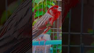 تغريد كناري هائج 🔥، غناء كناري canary bird sonido del canto de un pájaro canario chant dun canari [upl. by Namilus]