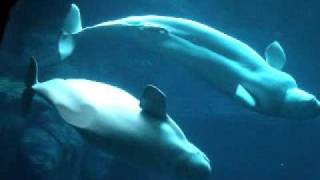 beluga whales mating [upl. by Studdard439]