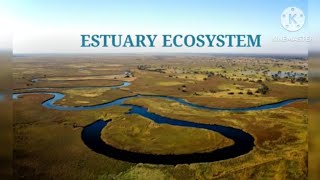 how form of estuaries and differences of lagoons estuaries geography science estuary [upl. by Anual]