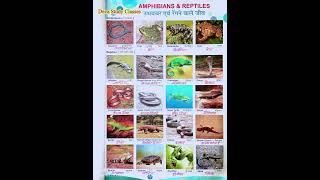 20 Amphibians amp Reptiles name with meaningviral devastudyclasses trending study shortvideo [upl. by Aivekahs]