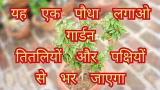 Hamelia plant care यह एक परमानेंट फूलों वाला पौधा लगाओ गार्डन तितलियों और फूलों से भर जाएगा [upl. by Mellie288]