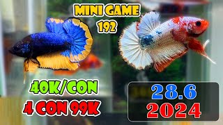 286 MINI GAME 192  MUA 4 CON GIÁ 99K  ZL O9433OO365  ĐỢT Cá BETTA NEMO GLX 261361 [upl. by Sarson]