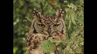 Spotted Eagle owl and Greater Doublecollared Sunbird male calling [upl. by Laerdna712]