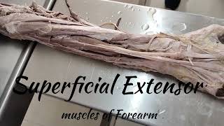 Extensor compartment of forearm muscles forearms dissection humanviralvideo extensoranatomy [upl. by Mena]