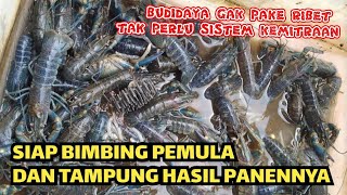 Sukses Budidaya Lobster Air Tawar Siasati Keterbatasan Lahan dengan Sistem Apartemen [upl. by Pittman]