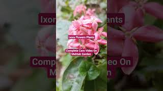 How To Care Ixora Plant At Home Ixora Flower July Care Tips Gardening Plant TerraceGarden Shorts [upl. by Assillem]